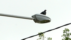 Сахалинцам напомнили о мерах профилактики орнитоза