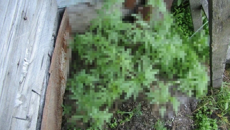 Житель Корсакова предстанет перед судом за хранение 2 кг конопли