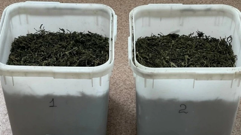 Житель Южно-Сахалинска предстанет перед судом за сбор и хранение более 3 кг конопли