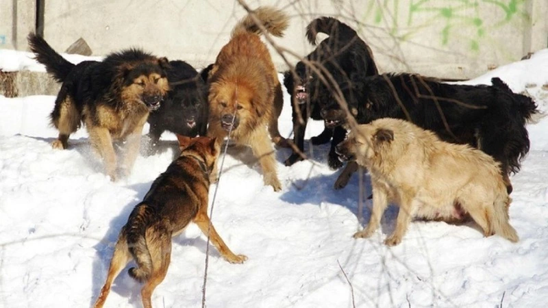 Стая бездомных собак разорвала пожилую женщину на Дальнем Востоке. Возбуждено уголовное дело
