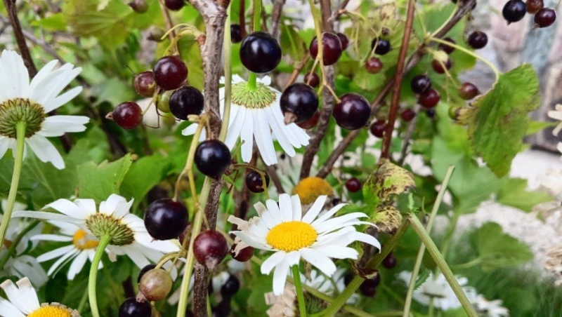 Теплая и преимущественно сухая погода ожидается в Сахалинской области 1 августа