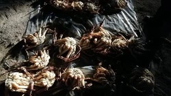 Браконьера с грузом камчатского краба на 500 тысяч рублей поймали на Сахалине
