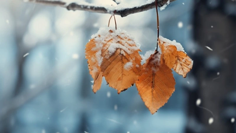 Прогноз погоды на Сахалине и Курилах 8 ноября: пасмурное небо и умеренный ветер 