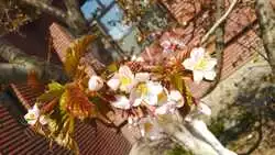 Сакура зацвела с опозданием в Южно-Сахалинске. За селфи с цветами дают билеты в театр