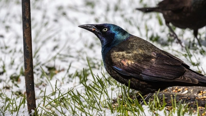 Церковный праздник 8 марта 2025: что нельзя делать в этот день, приметы