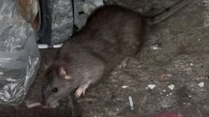 Крысы завелись в неубранном подъезде многоэтажки в Южно-Сахалинске
