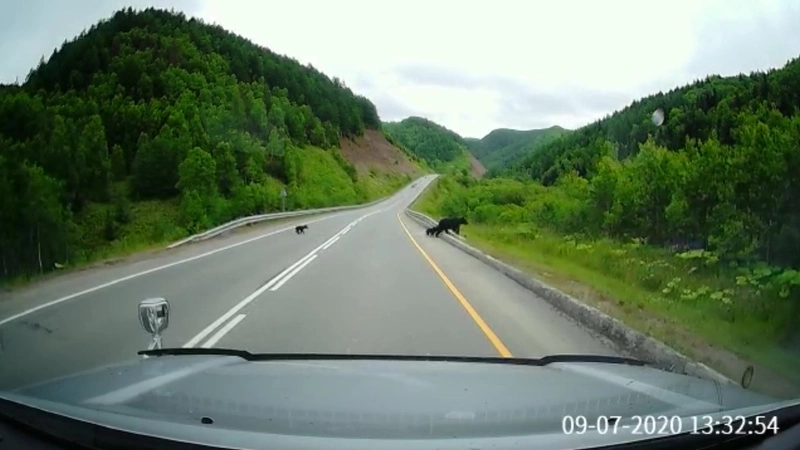 На Холмском перевале трое озорных медвежат перекрыли путь машинам