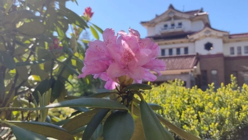 В Южно-Сахалинске зацвели рододендроны: краеведческий музей показывает красивое