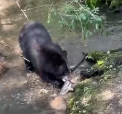 На Сахалине засняли самого неудачливого медведя-рыбака