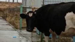 Корова пообедала из мусорного бака в селе на Курилах