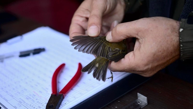 День орнитолога 2025: история праздника, интересные факты