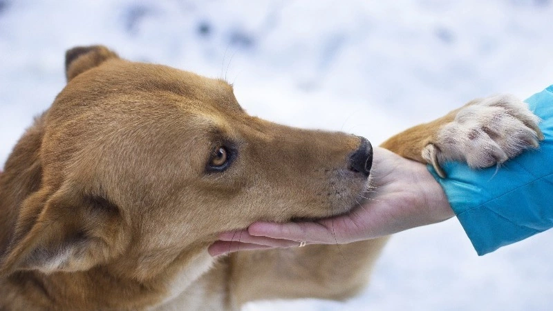 Жительница Кузбасса зарезала свою собаку посреди улицы, чтобы съесть 