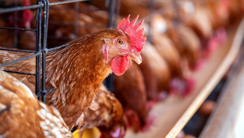 Птицефабрика «Островная» повезет яйца и мясо в окрестности Южно-Сахалинска