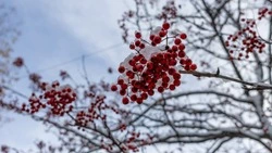 Облачно днем и двадцатиградусный мороз утром спрогнозировали синоптики в Южно-Сахалинске 15 февраля