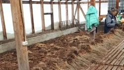 Более 3 тысяч гектаров леса восстановят на Сахалине