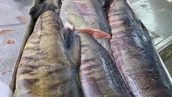 За партию горбуши 28 тонн без норм хранения сахалинскому предпринимателю насчитали штраф