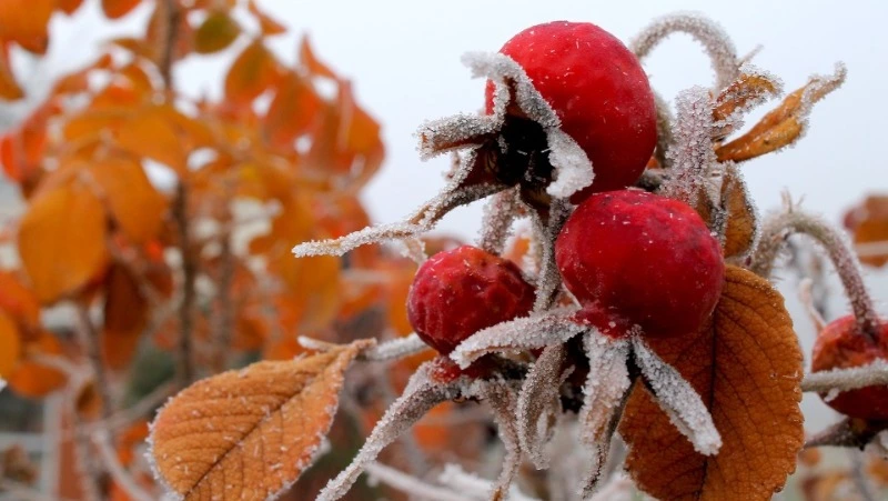 Церковный праздник 1 октября 2024: что нельзя делать в этот день, приметы