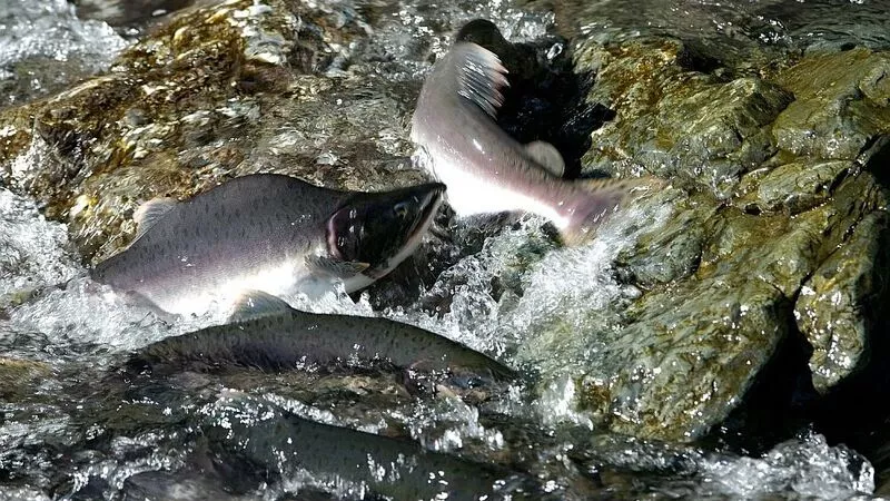 Коренным народностям Сахалина определили ресурсы на вылов лососевых