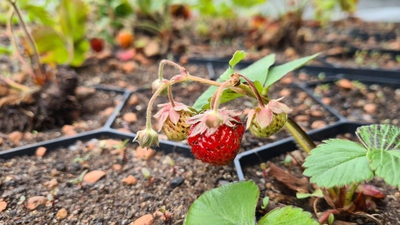 Клубника на крыше, перевернутый грузовик, семья орланов: новости выходных на Сахалине