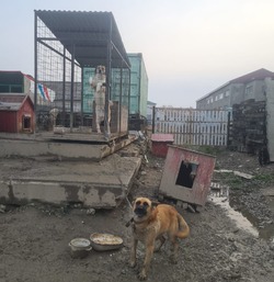 Волонтеры обвинили приют Южно-Сахалинска в жестоком обращении с животными