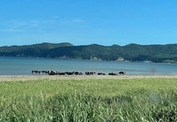 Телочки вышли загорать на пляж в Корсаковском районе