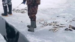 Ловят прямо из трещины: рыбаки Сахалина вновь вышли на неустойчивый лед