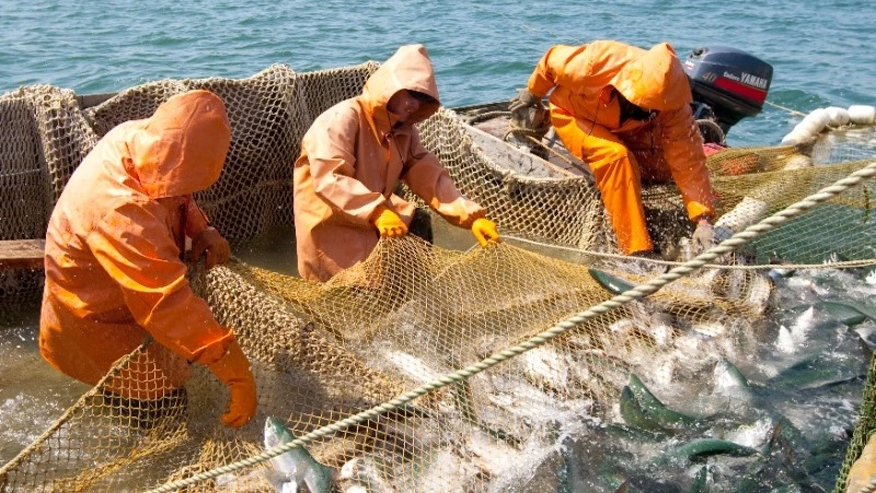 Сахалинские рыбаки вышли на третье место в лососевой страде