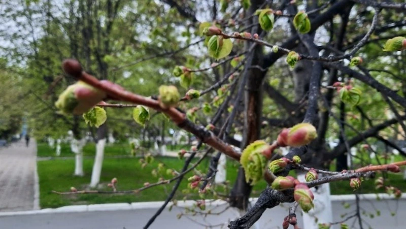 Первый день лета в Южно-Сахалинске будет прохладным