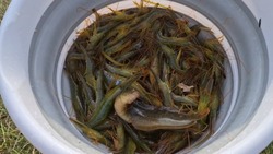Рыбаки Сахалина похвастали богатым уловом креветок на озере Буссе