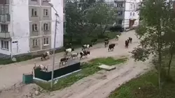 Улицы Охи захватила «банда Рогатос»