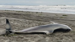 Жесткие ДТП и мертвый дельфин на берегу: новости выходных в Сахалинской области