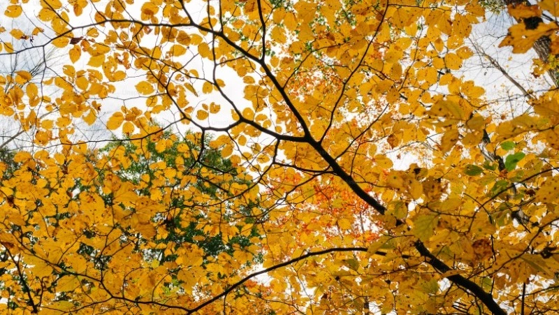  Минусовые отметки и западный ветер установятся в Южно-Сахалинске 20 октября 