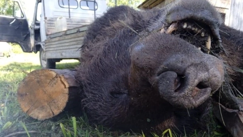 Новости о растерзанных медведем людях и животных в Макарове оказались фейком