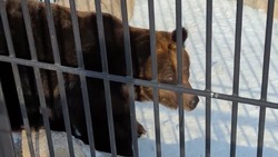 Бурые медведи Сахалинского зоопарка вышли из зимней спячки