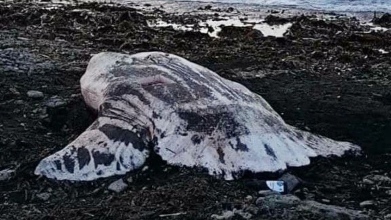 Штормом на Курилы выбросило гигантскую рыбу-луну