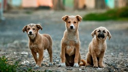 На отлов бездомных животных в Поронайске потратят три млн рублей