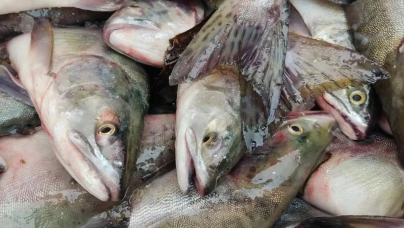 Кета перераспределена по просьбе северо-курильских рыбаков