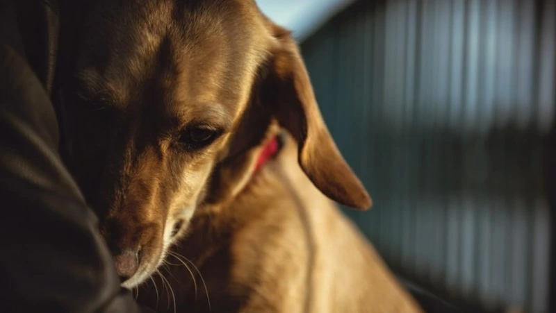 Валерий Лимаренко поручил разработать план помощи приюту «Пес и кот»