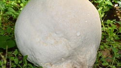 Жители Шахтерска нашли в лесу невиданный гриб и съели его на обед