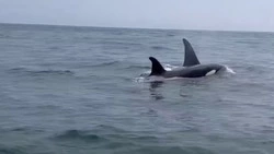 «Слишком красиво!»: жители Сахалина встретили семейство косаток в Пригородном