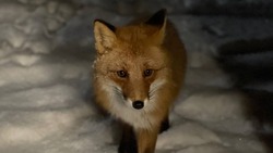 «Настоящее чудо»: очаровательная лиса попала в объектив жителей Сахалина 
