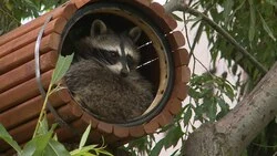 Зита и Гита переезжают в новый дом на юге Сахалина