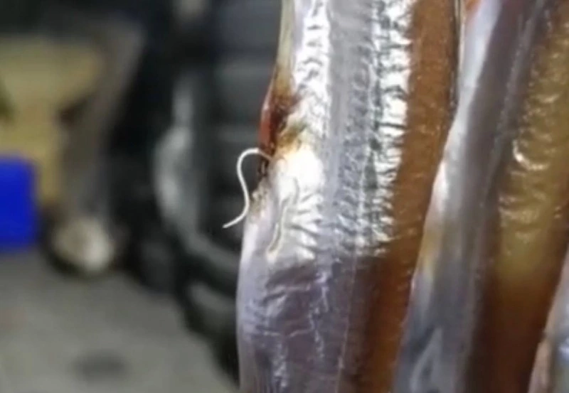 «Червей тьма»: паразитов обнаружили в свежей мойве на Сахалине