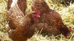 Карантин по птичьему гриппу отменили на птицефабрике в Южно-Сахалинске 3 декабря