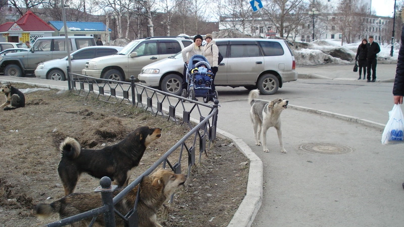 Виновных в собачьей агрессии назвали в Южно-Сахалинске