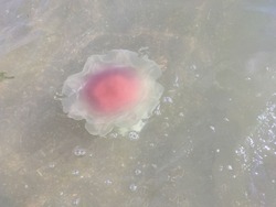 Живую медузу на побережье Сахалина сравнили с сырым яйцом