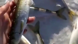 «Зубарики хорошие»: сахалинцы похвастались богатым уловом корюшки