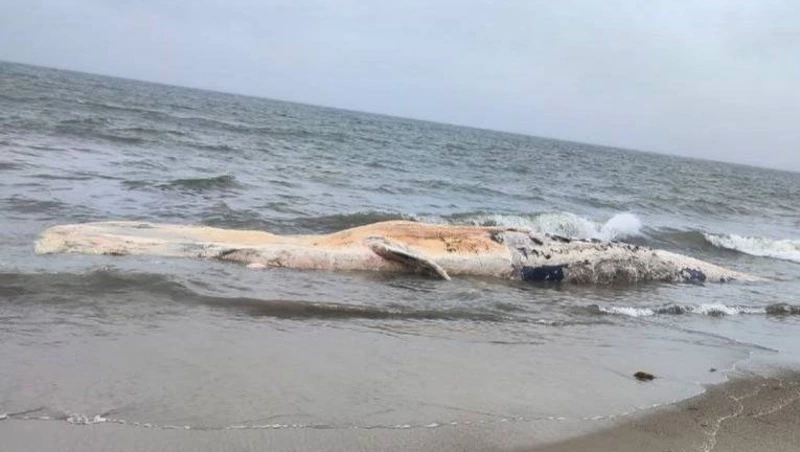 «Гниет уже несколько дней»: мертвого кита выбросило на побережье Сахалина