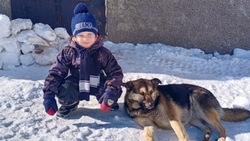 «Грязная ложь»: зоозащитники опровергли информацию о нападении собак в Луговом