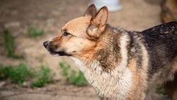 «Сидел под дождем и голодал»: пес Лаки станет верным другом человеку, если доверится